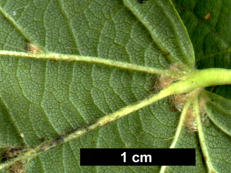 High resolution image: Family: Malvaceae - Genus: Tilia - Taxon: ×europaea (T.cordata × T.platyphyllos)